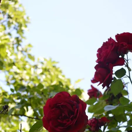 Flora *